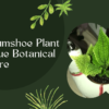 Gumshoe Plant