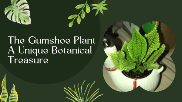 Gumshoe Plant