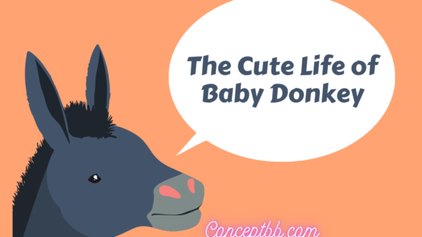 baby donkey