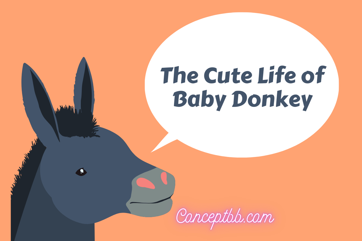 baby donkey